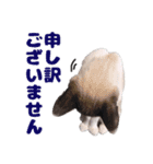 猫のココとナッツ（個別スタンプ：24）