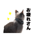 猫のココとナッツ（個別スタンプ：25）