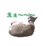 猫のココとナッツ（個別スタンプ：27）