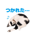 猫のココとナッツ（個別スタンプ：28）