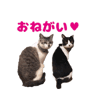 猫のココとナッツ（個別スタンプ：29）