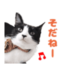 猫のココとナッツ（個別スタンプ：30）