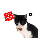 猫のココとナッツ（個別スタンプ：31）
