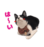 猫のココとナッツ（個別スタンプ：32）