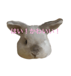 大天使まろすけ（個別スタンプ：1）