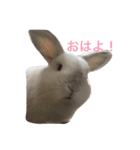 大天使まろすけ（個別スタンプ：4）