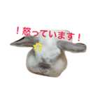 大天使まろすけ（個別スタンプ：12）