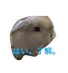 大天使まろすけ（個別スタンプ：13）