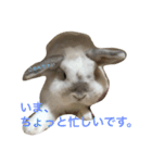 大天使まろすけ（個別スタンプ：15）