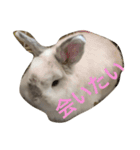 大天使まろすけ（個別スタンプ：16）
