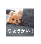 チワポメはなの使える挨拶＆お返事もろもろ（個別スタンプ：6）