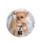 チワポメはなの使える挨拶＆お返事もろもろ（個別スタンプ：7）