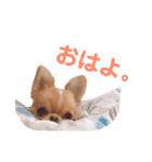 チワポメはなの使える挨拶＆お返事もろもろ（個別スタンプ：12）