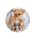 チワポメはなの使える挨拶＆お返事もろもろ（個別スタンプ：13）