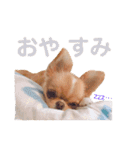 チワポメはなの使える挨拶＆お返事もろもろ（個別スタンプ：14）
