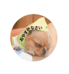 チワポメはなの使える挨拶＆お返事もろもろ（個別スタンプ：16）
