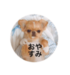 チワポメはなの使える挨拶＆お返事もろもろ（個別スタンプ：17）