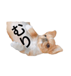 チワポメはなの使える挨拶＆お返事もろもろ（個別スタンプ：32）