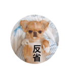 チワポメはなの使える挨拶＆お返事もろもろ（個別スタンプ：38）