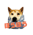 柴犬 まろさん（個別スタンプ：1）