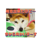 柴犬 まろさん（個別スタンプ：3）