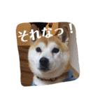 柴犬 まろさん（個別スタンプ：4）