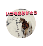 柴犬 まろさん（個別スタンプ：6）