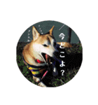 柴犬 まろさん（個別スタンプ：7）