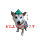 柴犬 まろさん（個別スタンプ：8）