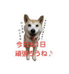 柴犬 まろさん（個別スタンプ：9）