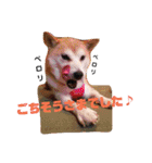 柴犬 まろさん（個別スタンプ：11）