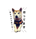 柴犬 まろさん（個別スタンプ：12）