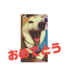 柴犬 まろさん（個別スタンプ：13）