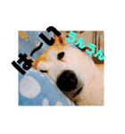柴犬 まろさん（個別スタンプ：14）