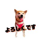 柴犬 まろさん（個別スタンプ：15）