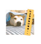 柴犬 まろさん（個別スタンプ：16）