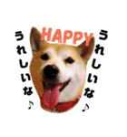 柴犬 まろさん（個別スタンプ：17）