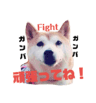 柴犬 まろさん（個別スタンプ：18）