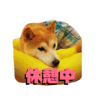 柴犬 まろさん（個別スタンプ：19）