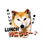 柴犬 まろさん（個別スタンプ：20）