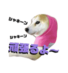 柴犬 まろさん（個別スタンプ：21）