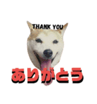 柴犬 まろさん（個別スタンプ：22）