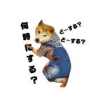 柴犬 まろさん（個別スタンプ：23）