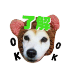 柴犬 まろさん（個別スタンプ：24）