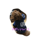 プードルモコ（個別スタンプ：1）