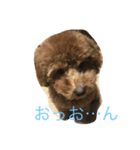 プードルモコ（個別スタンプ：2）