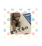 プードルモコ（個別スタンプ：8）