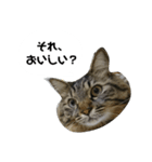 うちのトクジ（個別スタンプ：1）
