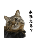 うちのトクジ（個別スタンプ：2）