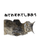 うちのトクジ（個別スタンプ：5）